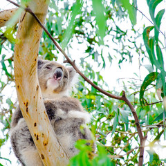 Australian Koala bear