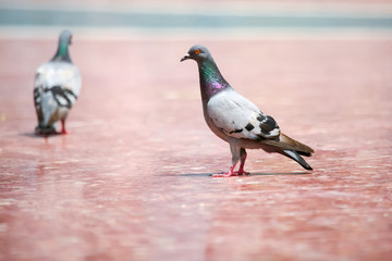 Two pigeons