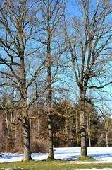 Alte Bäume Baumgruppe im Frühjahr