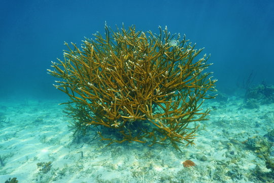Colony of Staghorn coral Acropora cervicornis