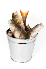 Fish in a bucket on a white background