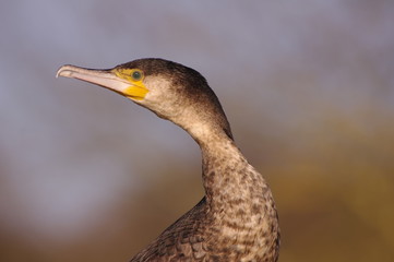 Portrait du grand cormoran 3