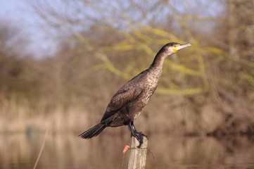 Grand cormoran sur son piquet 2