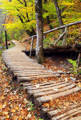 Fototapeta premium Alley in Plitvice National Park - Autumn colors