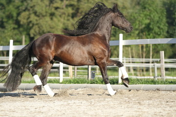 Friese auf dem Reitplatz