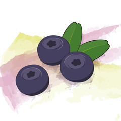 Vector blueberries on watercolor background