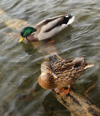 Ducks in Plitvice National Park, Croatia, Europe
