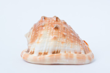 Big spiral sea shell closeup