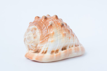 Big spiral sea shell closeup
