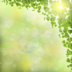 Fototapeta na wymiar Tree Leaves on Abstract Green Background.