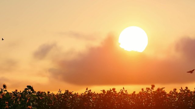 Ay&ccedil;i&ccedil;eği G&uuml;n Batımı