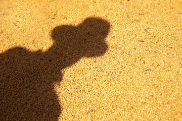 Farmer shadow cast in lot of soy.