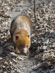 Bush dog (Speothos venaticus)