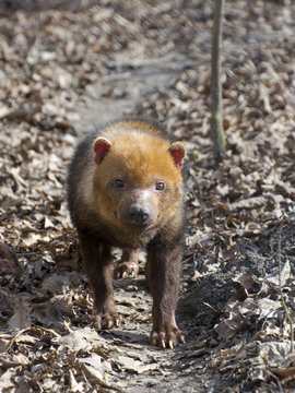 Bush Dog (Speothos Venaticus)