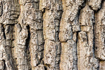 Tree bark close-up