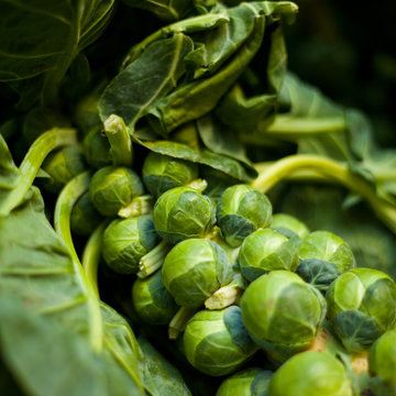 Brussel Sprouts