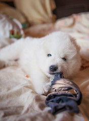 one samoed dog puppy white
