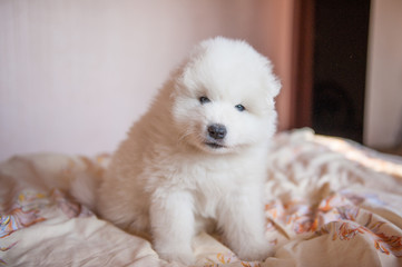 one samoed dog puppy white