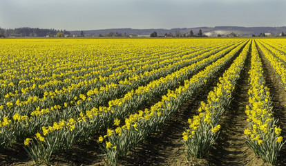 Fields of Daffodils Angled to the Right