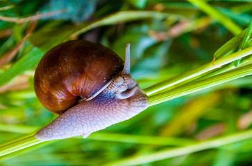 snail