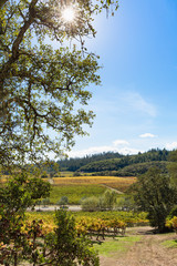 Fototapeta premium California wine country landscape with sun flare