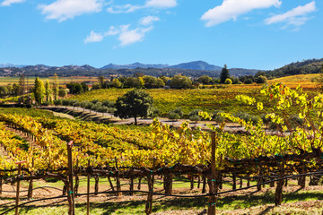 Fototapeta na wymiar California wine country landscape