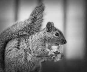 Squirrel