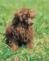 Fototapeta premium 귀여운 애완동물