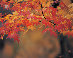 단풍이 물드는 계절