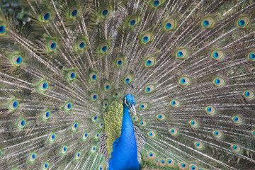 Obraz premium Pavo real.