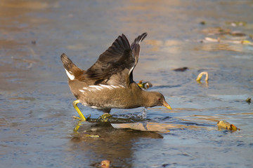 Eurasian coot (Fulica atra)