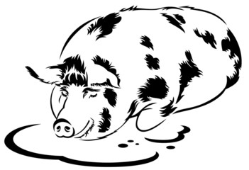 isolated silhouette image of a sleeping farm pig