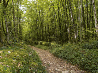 Fototapeta na wymiar walking track forest Dordogne France Randonnée promenade