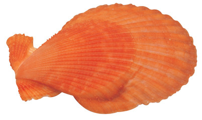 다양한 조개껍데기