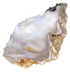 다양한 조개껍데기