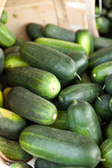 Fresh Green Cucumbers