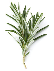 rosemary herb spice leaves isolated on white background cutout