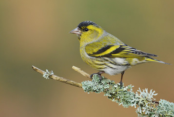 Male Siskin, (Spinus spinus)