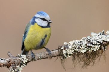 Blue tit on a branch