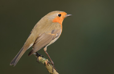Erithacus rubecula, European Robin