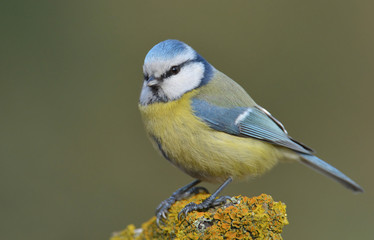 Fototapeta premium Blue tit (Parus major) on a branch