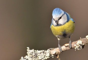 Blue tit (Parus major) on a branch