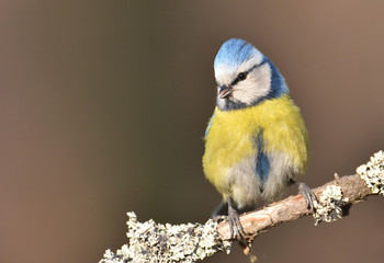 Blue tit on a branch