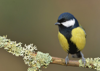 Great tit (Parus major)