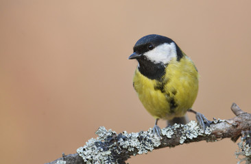 Great tit (Parus major)