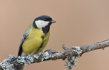 Great tit (Parus major)