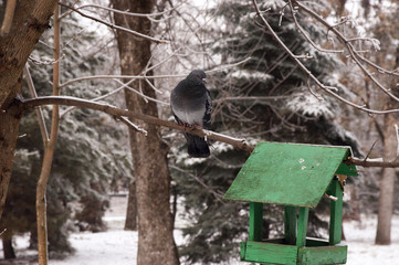 life birds in winter