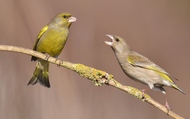 European Greenfinch ( Carduelis chloris )
