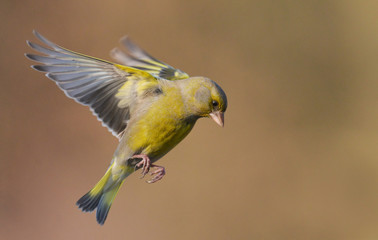 European Greenfinch ( Carduelis chloris )
