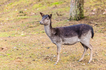 Young deer on meadow
